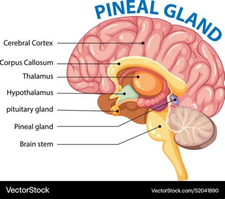 What part of the diencephalon contains the pineal gland