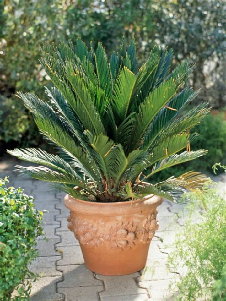 What plants grow best in terracotta pots