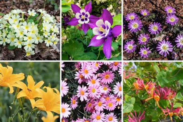 What plants grow well with cut flowers