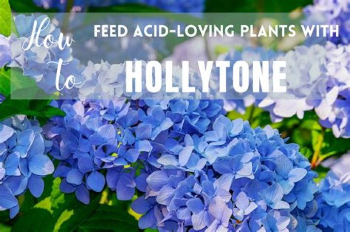 What plants is Holly Tone good for