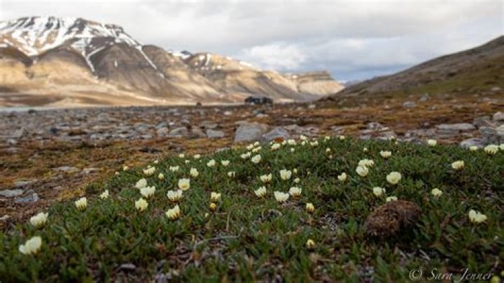 What plants live in the subarctic climate