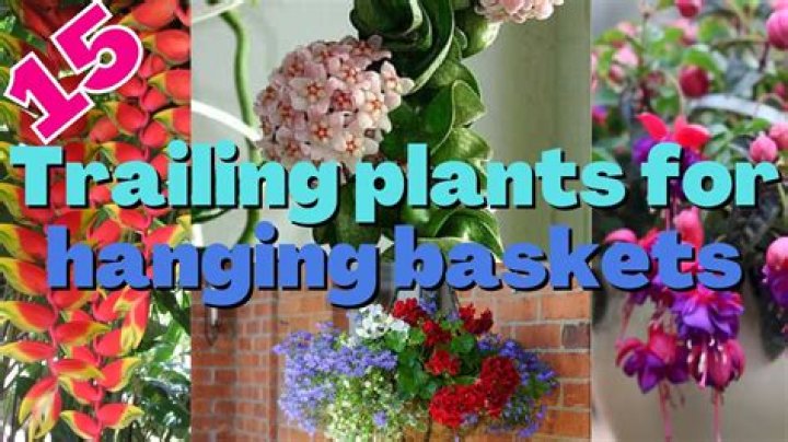 What plants work best in hanging baskets