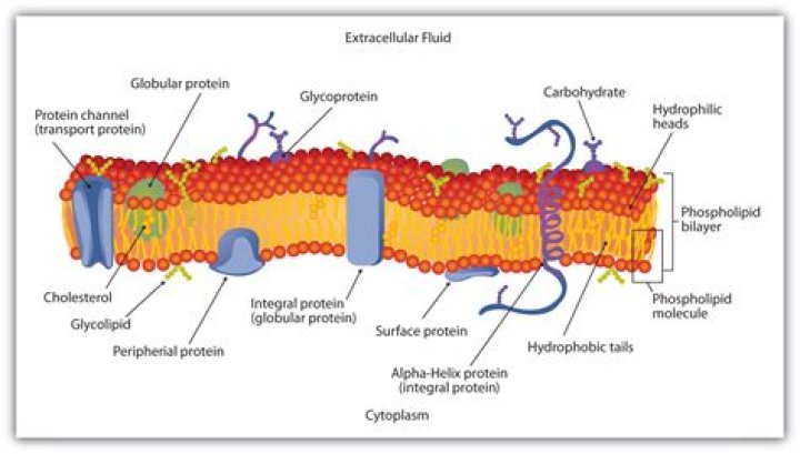 What protein transports lipids in the blood