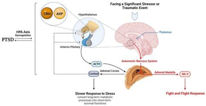 What role does the hypothalamus play in the activation of the fight flight response
