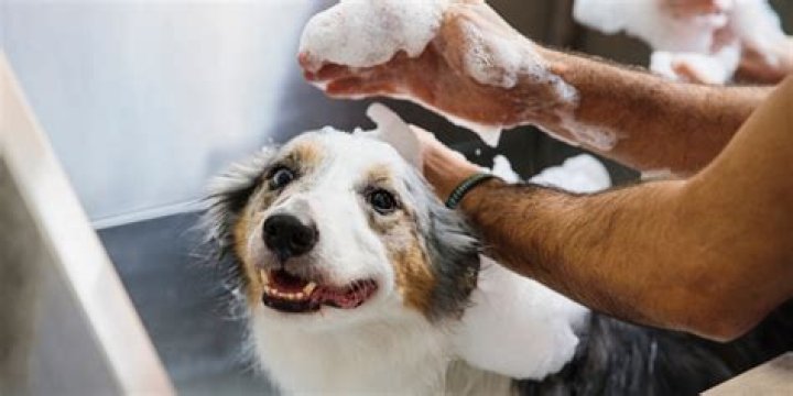 What shampoo do groomers use on dogs