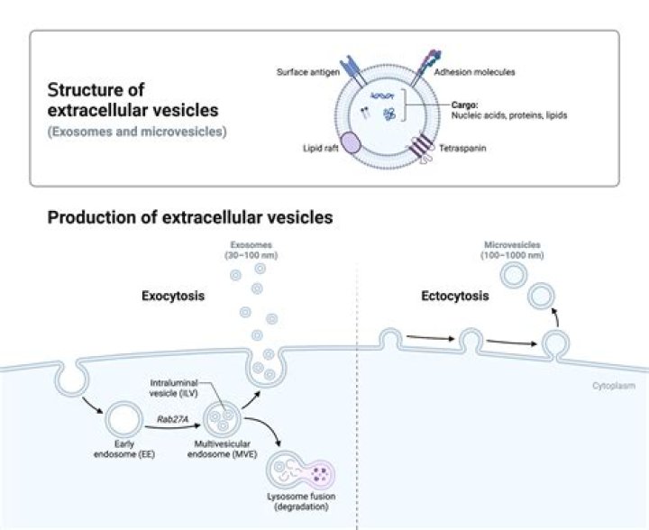 What stimulates the production of antibodies