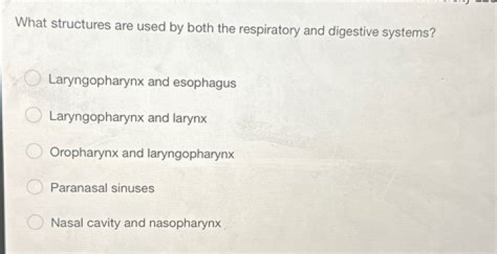 what structures are used by both the respiratory and digestive systems?