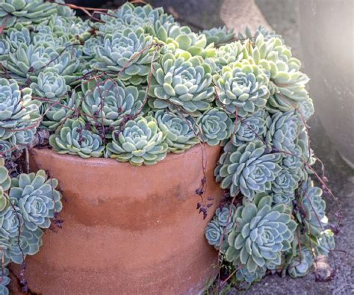 What temps can succulents tolerate