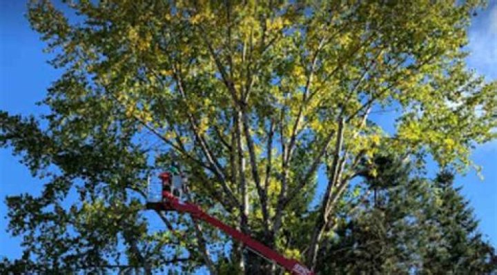 what to do when a branch breaks off a tree