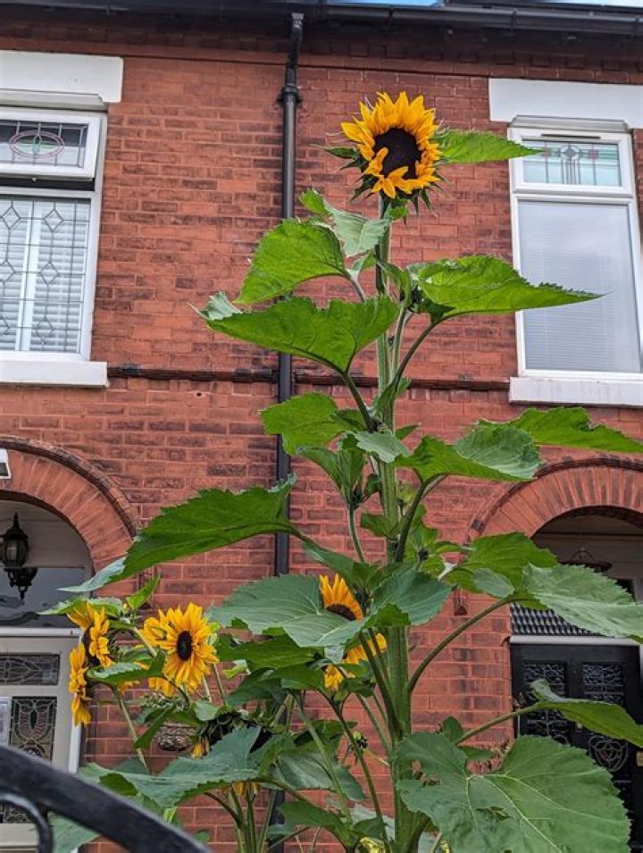 what to do with sunflowers
