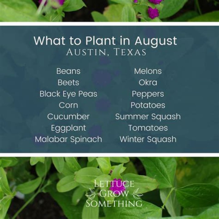 What to plant in August in Central Texas