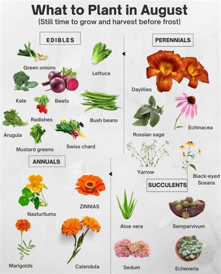 what to plant in august in texas