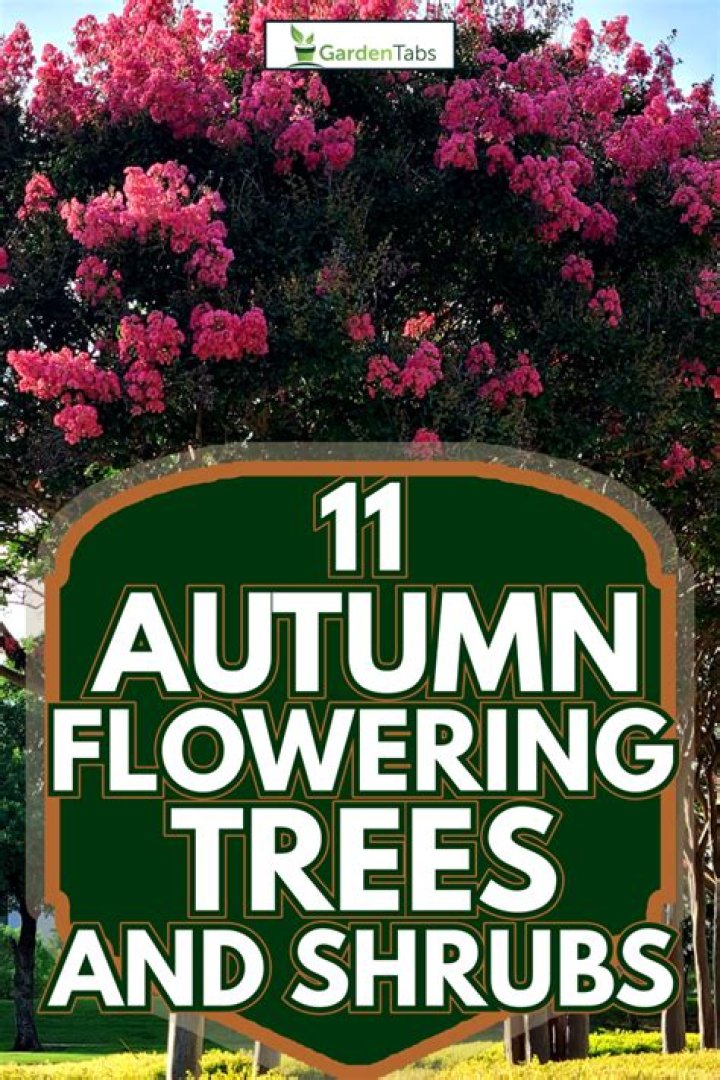 What trees bloom in the fall