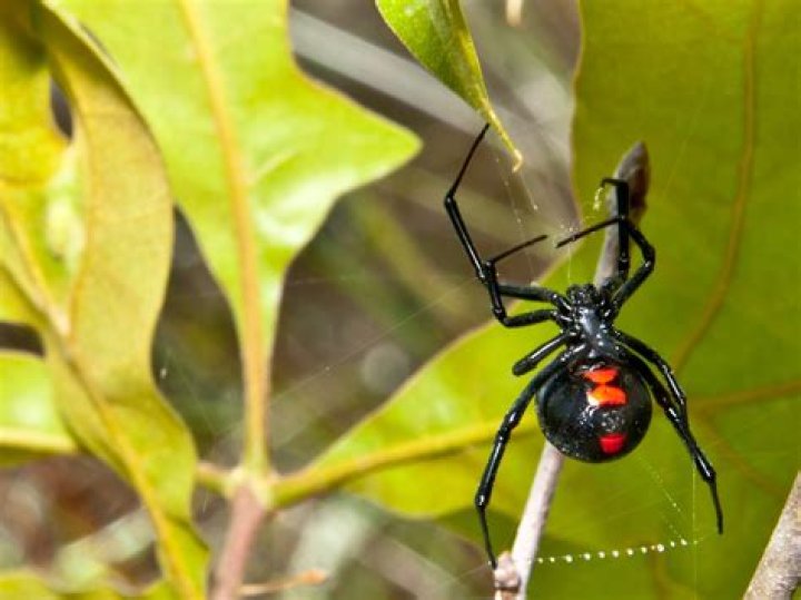 What type of environment do black widows live in