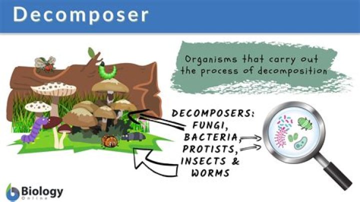 What type of fungi are decomposers