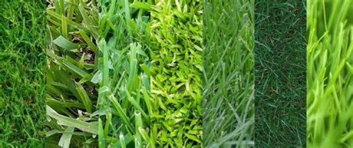 What type of grass grows in Massachusetts