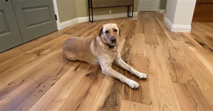 What type of hardwood floor is best for dogs