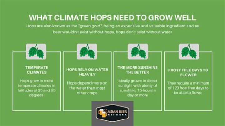 What type of soil do Hops grow best in?