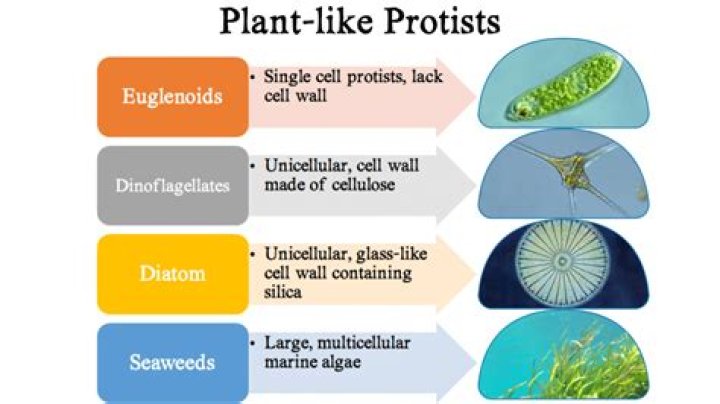 What types of protists are multicellular