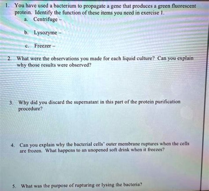 What was the purpose of rupturing or lysing the bacteria