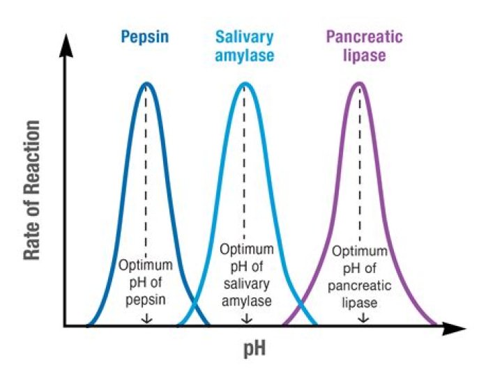What would happen without pepsin protease