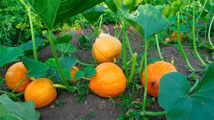 What zone do pumpkins grow in