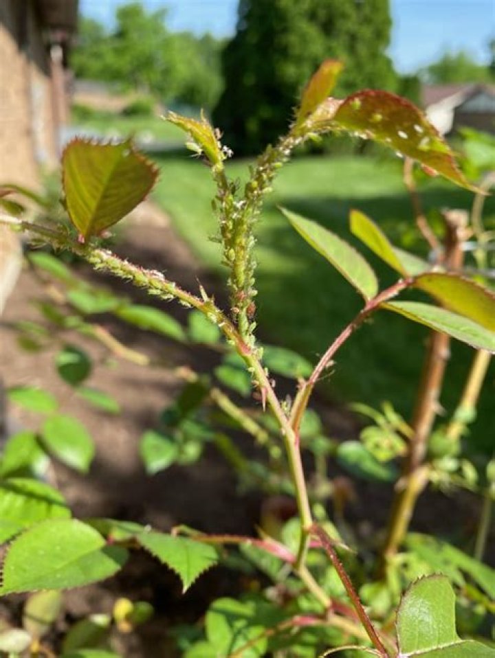Whats eating my rose bush