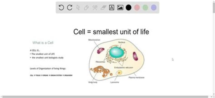 whats the smallest unit of life