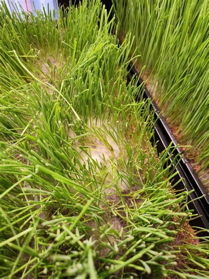wheatgrass mold