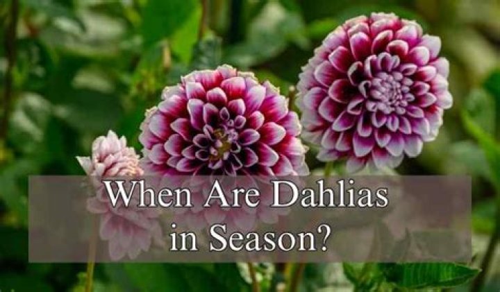 when are dahlias in season