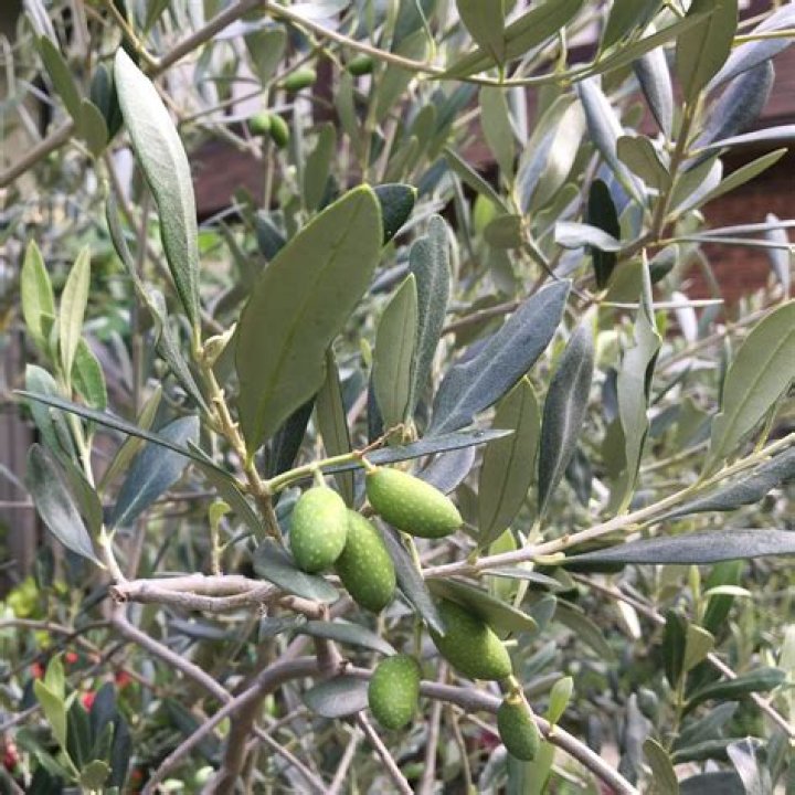 When can I repot my olive tree