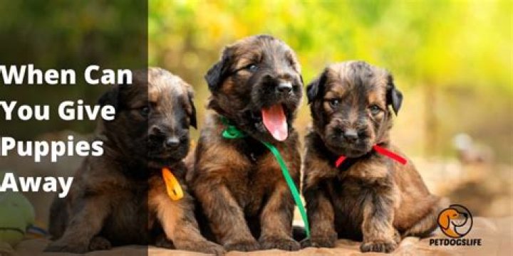 when can you give puppies away