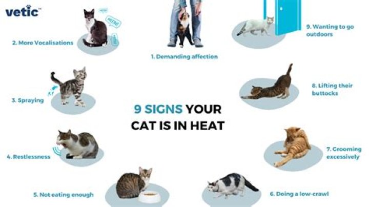When cats are in heat are they in pain