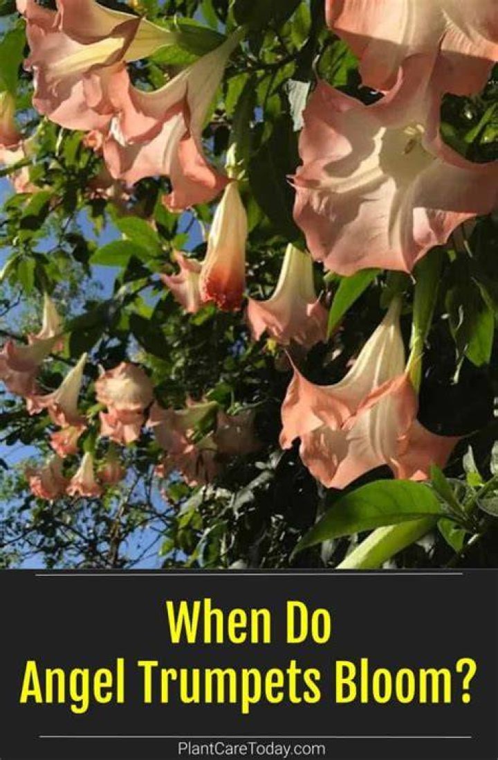 when do angel trumpets bloom