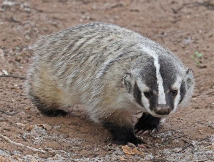 when do badgers come out