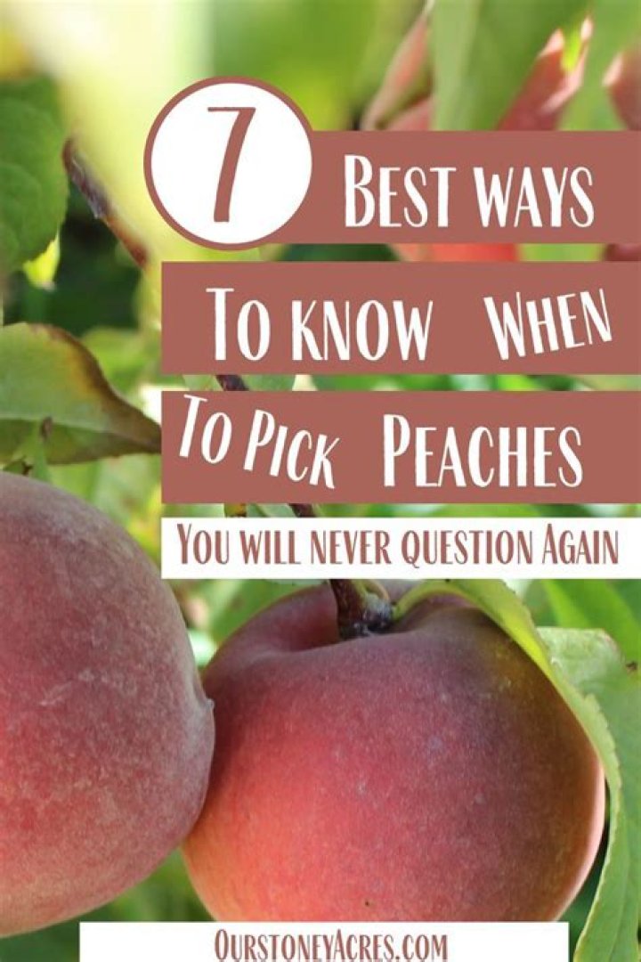 when do you pick peaches
