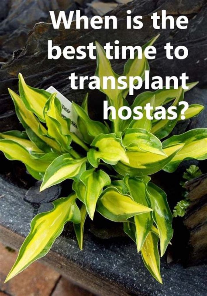 when do you transplant hostas