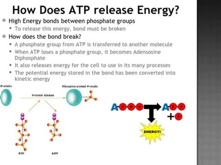 when does atp release energy