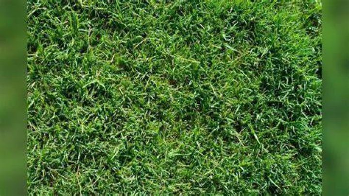 when does bermuda grass turn green