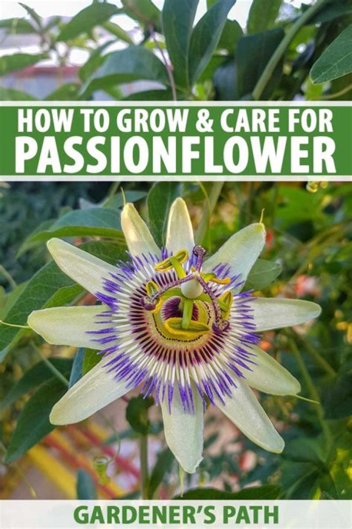when does passion flower bloom