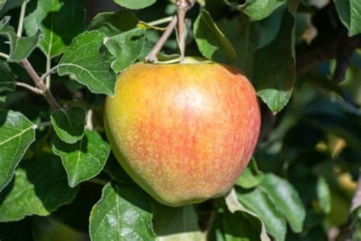When should I pick my Braeburn apples
