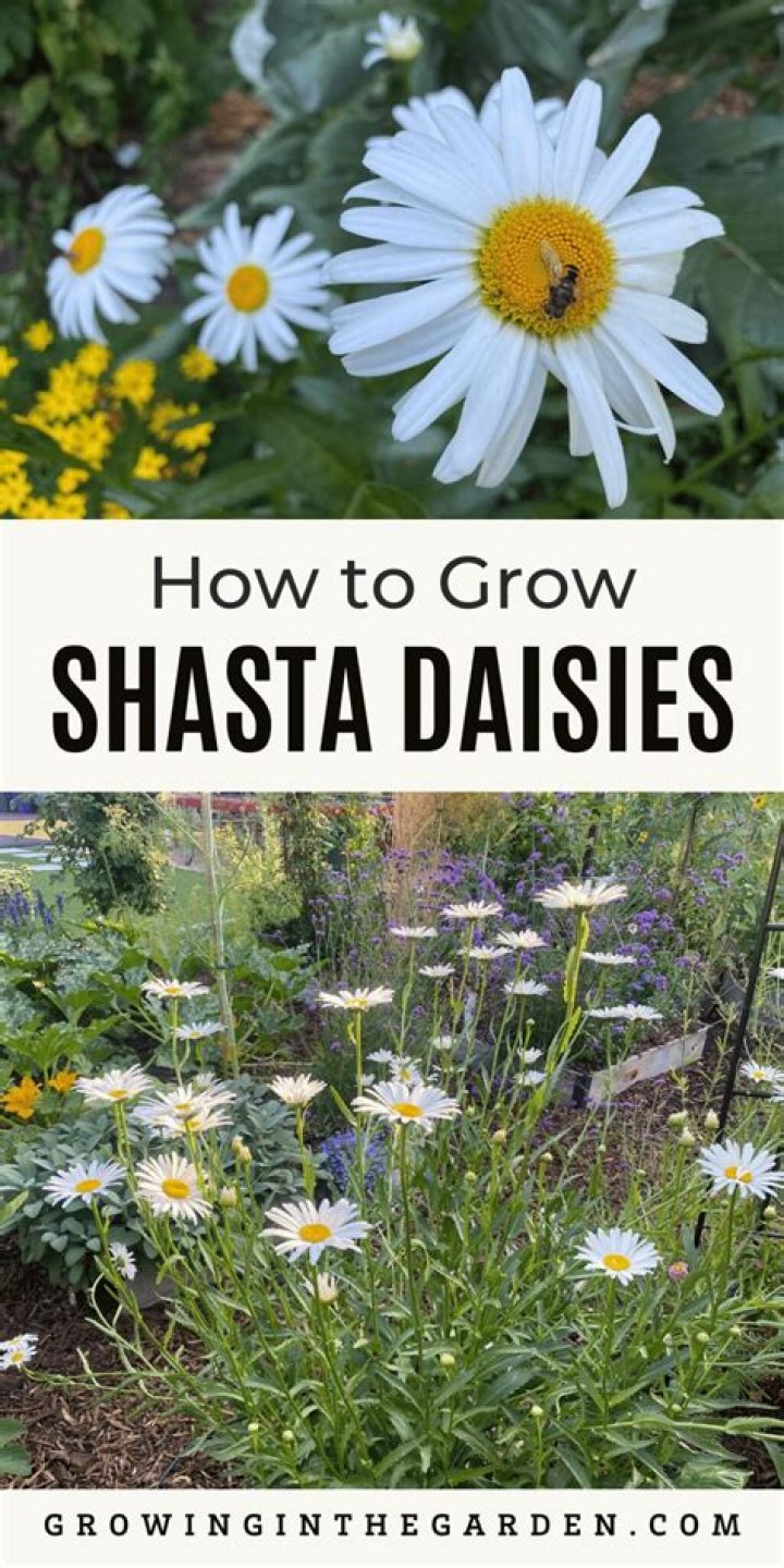 When should I plant Shasta daisy seeds