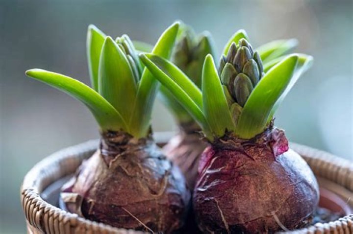 When should I plant spring flowering bulbs