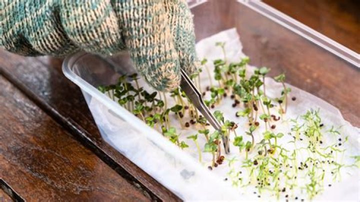 When should I start my lettuce seeds