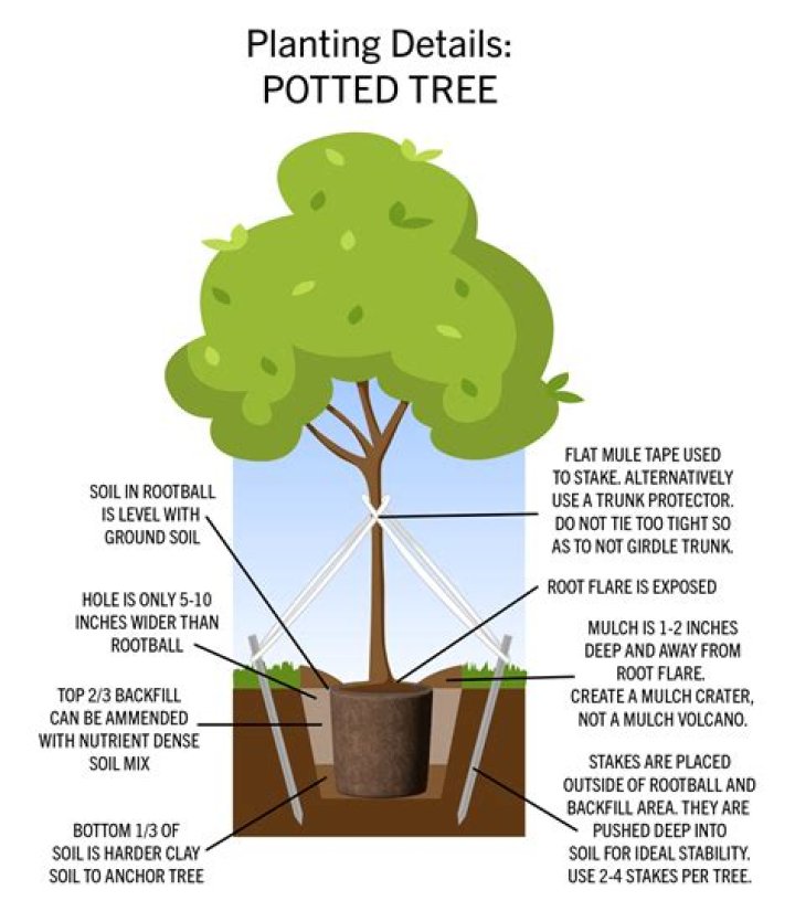 When should you plant a potted tree?