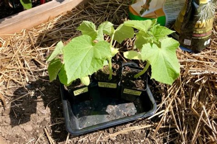 When should you transplant cucumbers?