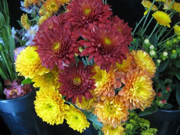 when to cut back mums in the summer