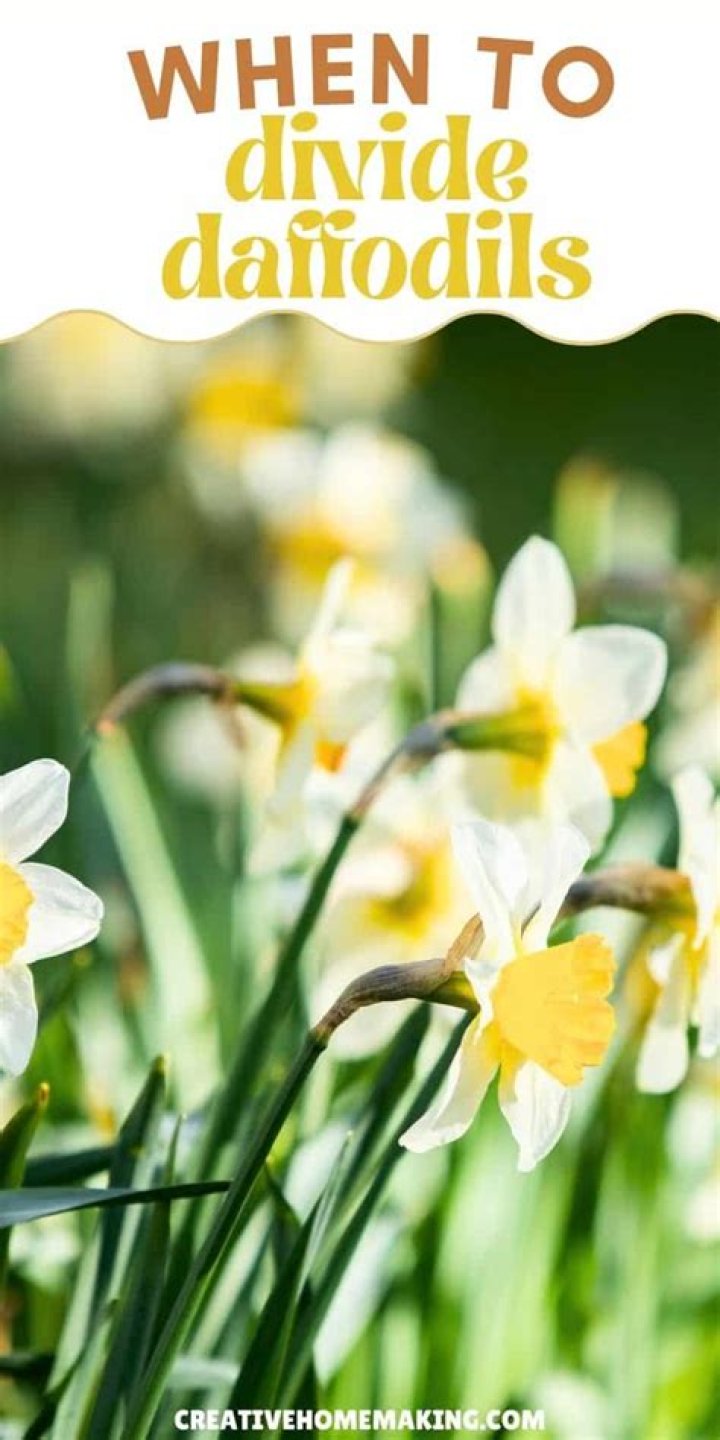 when to divide daffodils