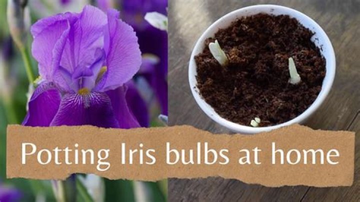 when to plant iris bulbs uk