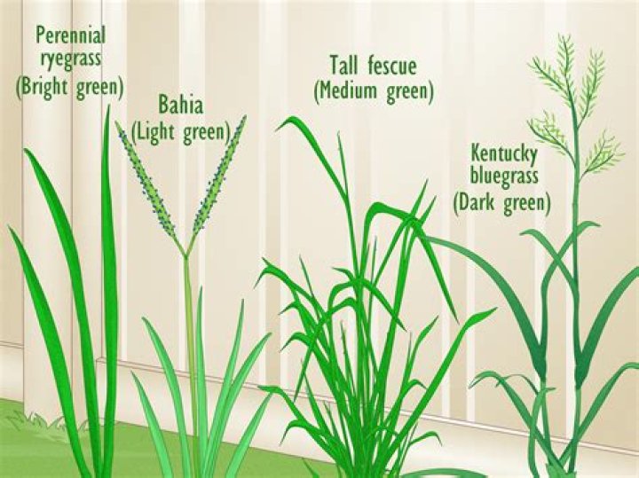 when to plant summer grass in az